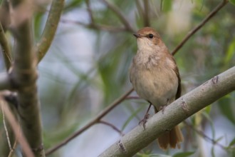 Common Nightingale - Nachtigall - Luscinia megarhynchos ssp. golzii, Kazakhstan, adult