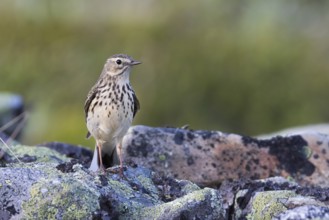 Meadow Pipit - Wiesenpieper - Anthus pratensis ssp. pratensis, Russia
