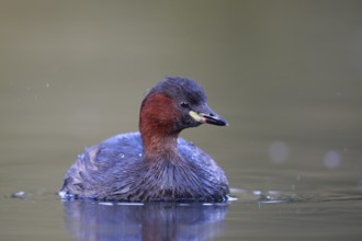 Little Grebe (Tachybaptus ruficollis), North Rhine-Westphalia, Germany