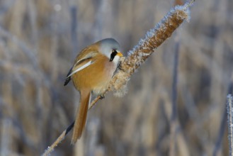 Bearded Reedling (Panurus biarmicus) male feeding on cattail seed, Thuringia, Germany