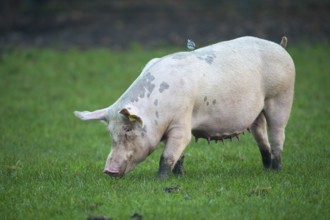 White Wagtail (Motacilla alba) perched on a pig, Lower Saxony, Germany