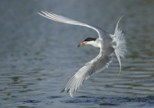 Forster's Tern (Sterna forsteri) flying with sandeel in beak, Texas, USA