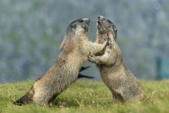Alpine Marmot (Marmota marmota) two adult playing and fighting, High Tauern National Park,