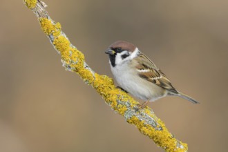 Eurasian Tree Sparrow (Passer montanus) perched on a lichen branch, Poland
