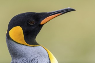 King Penguin (Aptenodytes patagonicus), Falkland Islands