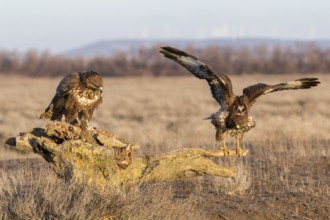 Common Buzzard (Buteo buteo) perched on a stump, Castile-La Mancha, Spain