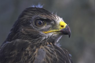 Common Buzzard (Buteo buteo) juvenile