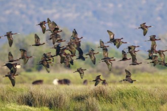 Glossy Ibis (Plegadis falcinellus) group flying, Lesvos, Greece