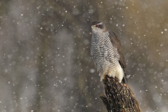 Northern Goshawk (Accipiter gentilis) female, Baden-Wuerttemberg, Germany