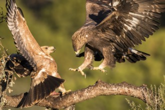 Golden Eagle (Aquila chrysaetos) juveniles perched on a branch, Andalusia, Spain