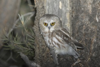Northern Saw-whet Owl (Aegolius acadicus), Idaho, USA