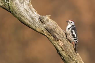 Middle Spotted Woodpecker (Dendrocoptes medius) climbing tree, Bialowieca National Park, Poland