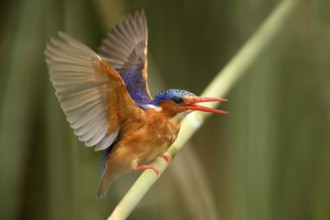 Malachite Kingfisher (Corythornis cristatus), Lake Hawassa, Ethiopia