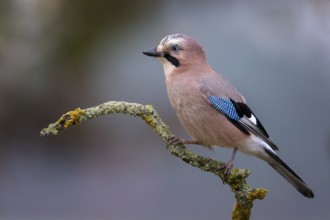 Eurasian Jay (Garrulus glandarius) perched on a branch, Saxony-Anhalt, Germany