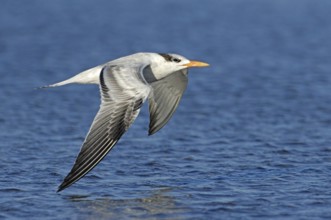 Royal Tern (Thalasseus maximus) flying, Texas, USA