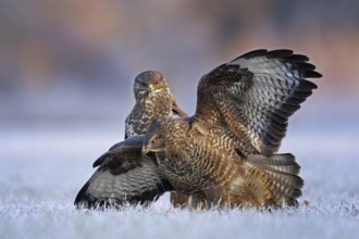 Common Buzzard (Buteo buteo) perched on hoarfrost covered ground with spread wings, Saxony-Anhalt,