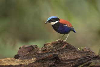 Blue-headed Pitta (Hydrornis baudii) male, Sabah, Malaysia