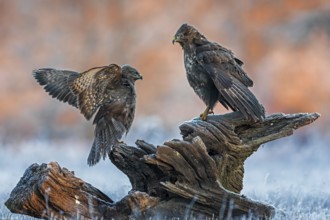Common Buzzard (Buteo buteo) perched on a stump, Saxony-Anhalt, Germany