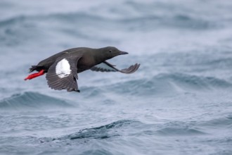 Black Guillemot (Cepphus grylle) flying, Norway