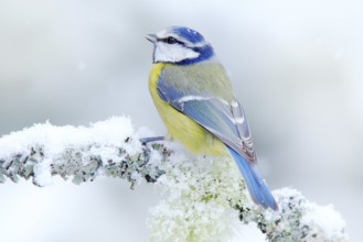 Bird Blue Tit in forest, snowflakes and nice lichen branch. Wildlife scene from nature. Detail