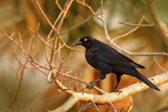 Giant Cowbird, Molothrus oryzivorus, black bird from Brazil in tree habitat. Wildlife scene from
