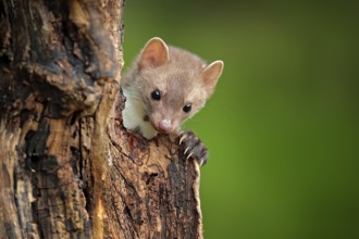 Beech marten, Martes foina, with clear green background. Small predator sitting on the tree trunk