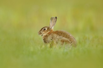 Cute rabbit with flower dandelion sitting in grass. Animal in nature habitat, life in the meadow,