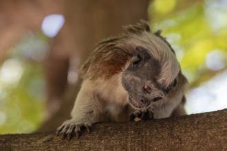 White-footed tamarin (Saguinus leucopus), Cartagena, Colombia