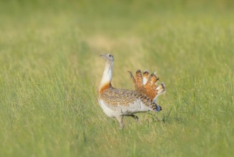 Great Bustard (Otis tarda), steppe bird, extremely rare bird species, threatened with extinction,