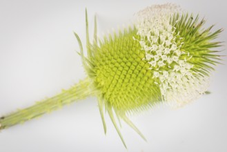 Inflorescence of the weaver's card (Dipsacus sativus) on a white background, close-up