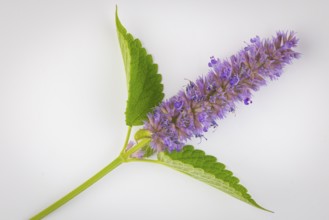 Spanish mint (Mentha spicata ssp hispanica), inflorescence with green leaves against a white