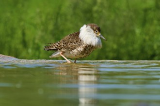 Bird at the water, looking down, green background, ruff (Calidris pugnax), spring, France