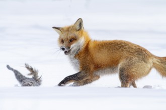 Red fox (vulpes vulpes), Fox hunting eastern gray squirrel (sciurus carolinensis) in winter.