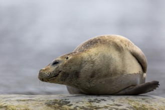 Harbour seal (Phoca vitulina) lying on a stone in the water, Mammals (Mammalia), Gravnesodden,