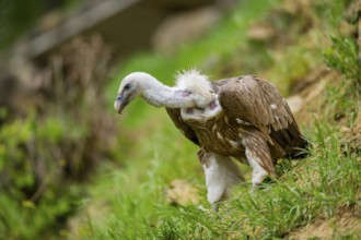 Eurasian griffon vulture (Gyps fulvus) on a meadow, Bavaria, Germany