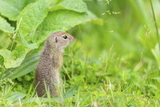 A young European ground squirrel (Spermophilus citellus) or European souslik stands in a meadow