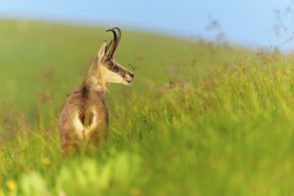 Chamois in green grass with blue sky in the background, chamois, chamois, (Rupicapra rupicaprae),