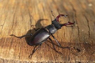 Detailed close-up of a stag beetle in its natural habitat