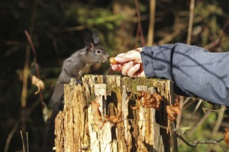 Squirrel (Sciurus) takes hazelnut from human hand, Allgäu, Bavaria, Germany, Allgäu, Bavaria,