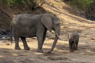 African elephant (Loxodonta africana), adult, juvenile, dried up riverbed, water search, Kruger,