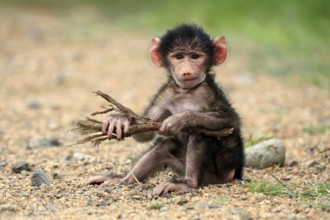 Bear baboon, chacma baboon (Papio ursinus), young, baby, sitting on ground, fragile, foraging,