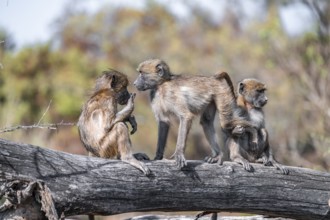 Bear baboon (Papio ursinus), young playing on a tree trunk, Kruger National Park, South Africa