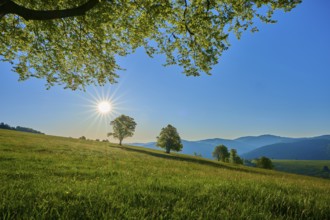 Clear sky over a green meadow with trees and bright sunlight, fresh atmosphere, spring,