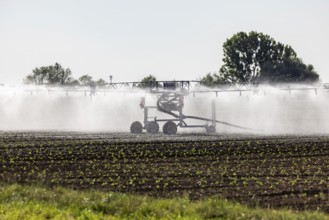 Hot days, little rainfall. Irrigation of young vegetable plants during drought in the fields of