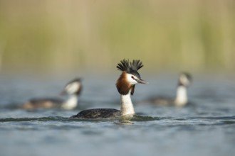 Great Crested Grebe (Podiceps Scalloped ribbonfish) in breeding plumage, breeding plumage, several,
