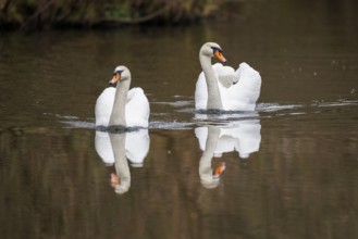 Mute swans (Cygnus olor), Germany