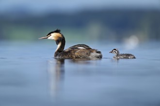 Great Crested Grebe (Podiceps scalloped ribbonfish), with chicks swimming in the water, Lake Zug,