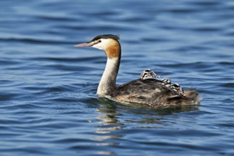 Great Crested Grebe (Podiceps Scalloped ribbonfish), with three chicks in plumage swimming in the