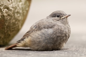 Black Redstart (Phoenicurus ochruros) juvenile, St. Gallen, Switzerland