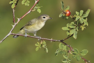 Warbling Vireo (Vireo gilvus), British Columbia, Canada
